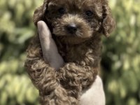 Toy Poodle Cinsi