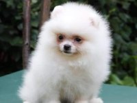 Pomeranian spitz yavruları