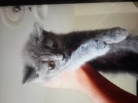 British shorthair 2 aylık