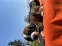 ırk ve sağlık garantili st bernard yavrular