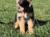SECERELİ ALMAN ÇOBAN KÖPEĞİ YAVRULARI ISTANBUL
