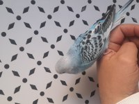 Ankara mamak nato yolu muhabbet kuşu