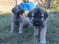 Safkan kangal yavruları