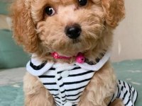 Maltipoo Yavrumuz İlk Aşıları Yapıldı
