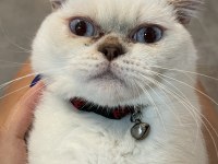 Kısırlaştırılmış 7 aylık british shorthair çok akıllı