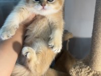 Golden british shorthair yavrularım