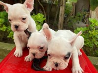 Kalite French Bulldog Yavruları
