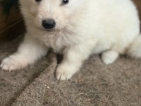 Özel Kan Beyaz Alman Çoban Köpeği