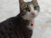 TEKİR CİNSİ 1 YAŞINDA AŞILARI TAM DİŞİ KEDİMİZ
