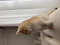 British Gold Shorthair