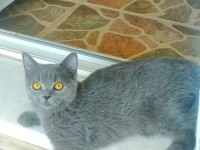 Kendi kedimin british shorthair yavruları