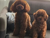 Toy Poodle Yavrularımız Ömürlük Aileleri Bekliyor