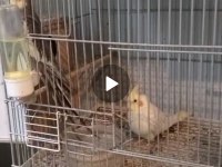 2 Tane Erkek Sultan Papağanı