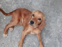 6 aylık cocker ücretsiz değildir