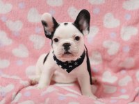 FRENCH BULLDOG YAVRULARI