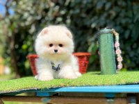 Safkan Pomeranian Boo Yavrularımız