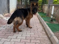 Longhair şecereli alman kurdu