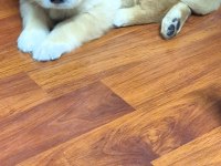 20 mart doğumlu golden retriever çiş eğitimi var