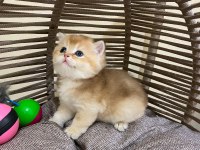 40 günlük british shorthair erkek