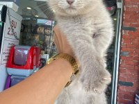 LİLAC RENGİ Scottish FOLD