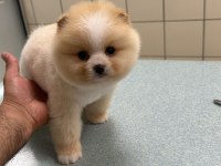 Pomeranian boo bebek köpekler