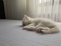 Boncuk gözlü kedimiz