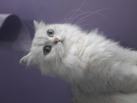 Yetişkin british longhair 1.5 yaşında