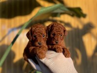 Toy Poodle Bebekler Referans Yavru