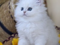 Muhteşem British Longhair Güzellik