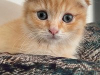 Yavru 2 aylık scottish fold