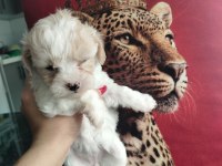 Ankaranın  en kaliteli kore maltipoo yavruları