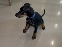 Saf Kan 2 Aylık Doberman