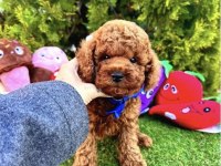 IRKININ EN GÜZEL TOY POODLE BEBEKLERİ