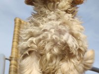 Şeker Bebek Maltipoo Senin Olsun!