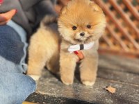 Orange Renk Pomeranian Boo
