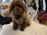 Teslime hazır toy poodle yavrular