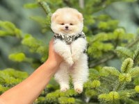Pomeranian bebek köpeklerimiz