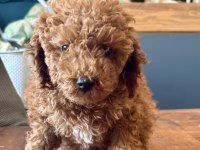 0 NO MİNİ TOY POODLE KIZIMIZ
