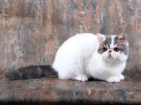 CFA ŞECERELİ SHOW KALİTE ERKEK KEDİMİZ