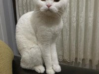 Bembeyaz Scottish Fold Hair