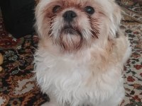 Ev Ortamında Büyüyen İnsana Alışık Shih Tzu Yavrular