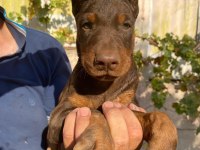 A şecereli anne ve babadan üst düzeyde kaliteli dobermanlar