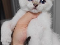 British Shorthair Kedisi