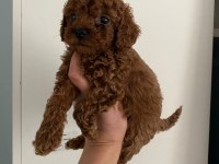 Red Brown poodle yavrularim orijinal ev doğumlu