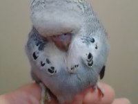 SHOW ERKEK MUHABBET KUŞU BEBEK