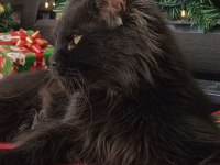 Lo Şecereli Maine Coon Kediler