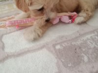 Maltipoo 3 aylık dişi