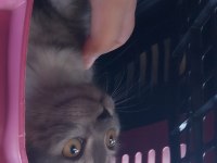 minnak british shorthair kedimize ömürlük yuva
