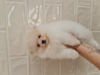 Show kalite pomeranian boo