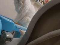 Ücretsiz kedi severlere british shorthair